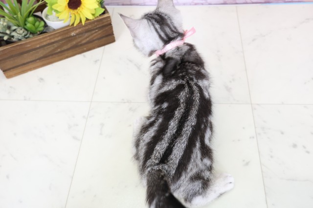 広島県のアメリカンショートヘアー (Coo&RIKU福山店/2025年12月15日生まれ/女の子/シルバータビー)の子猫の4枚目の画像