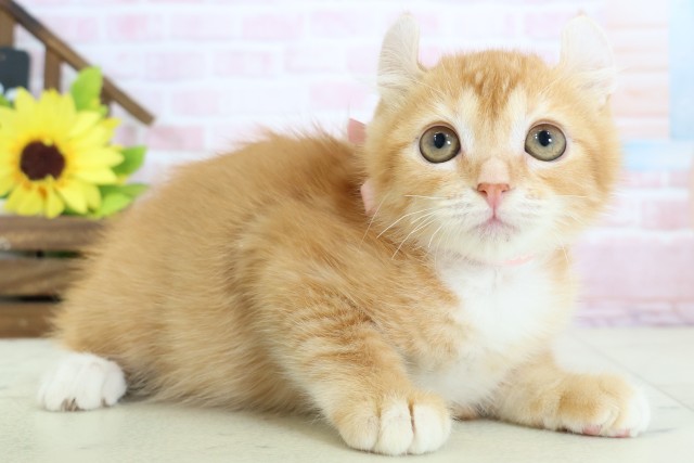 福岡県のアメリカンカール (Coo&RIKU黒崎店/2025年12月25日生まれ/女の子/レッドタビーホワイト)の子猫の2枚目の画像