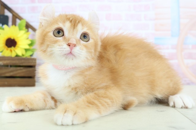 福岡県のアメリカンカール (Coo&RIKU黒崎店/2025年12月25日生まれ/女の子/レッドタビーホワイト)の子猫の3枚目の画像