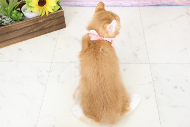 福岡県のアメリカンカール (Coo&RIKU黒崎店/2025年12月25日生まれ/女の子/レッドタビーホワイト)の子猫の4枚目の画像