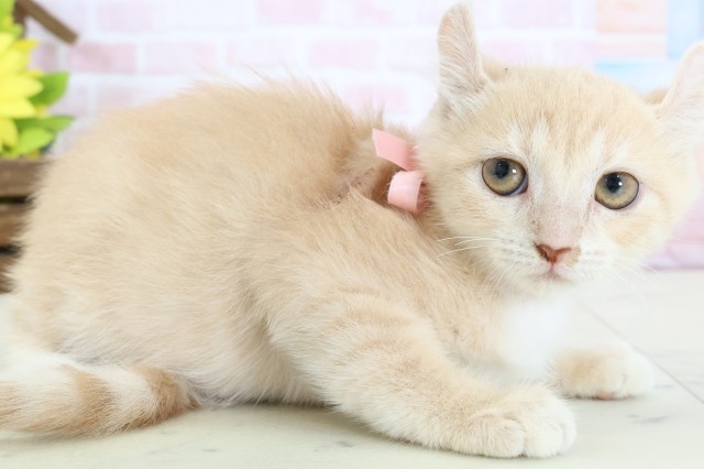 熊本県のアメリカンカール (Coo&RIKU宇土シティモール店/2025年12月25日生まれ/女の子/クリームタビー)の子猫の2枚目の画像