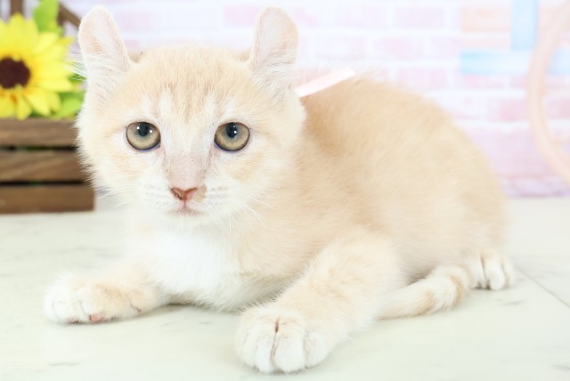 熊本県のアメリカンカール (Coo&RIKU宇土シティモール店/2025年12月25日生まれ/女の子/クリームタビー)の子猫の3枚目の画像