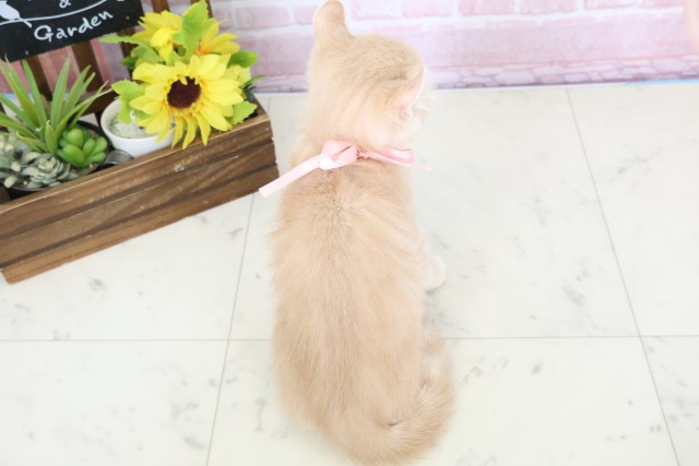 熊本県のアメリカンカール (Coo&RIKU宇土シティモール店/2025年12月25日生まれ/女の子/クリームタビー)の子猫の4枚目の画像