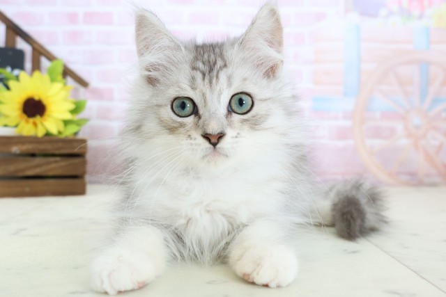島根県のサイベリアン (Coo&RIKU出雲店/2025年12月17日生まれ/男の子/シルバータビーホワイト)の子猫の1枚目の画像