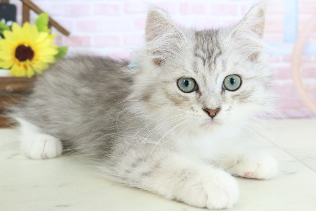 島根県のサイベリアン (Coo&RIKU出雲店/2025年12月17日生まれ/男の子/シルバータビーホワイト)の子猫の2枚目の画像