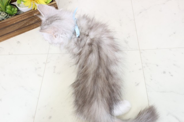 島根県のサイベリアン (Coo&RIKU出雲店/2025年12月17日生まれ/男の子/シルバータビーホワイト)の子猫の4枚目の画像