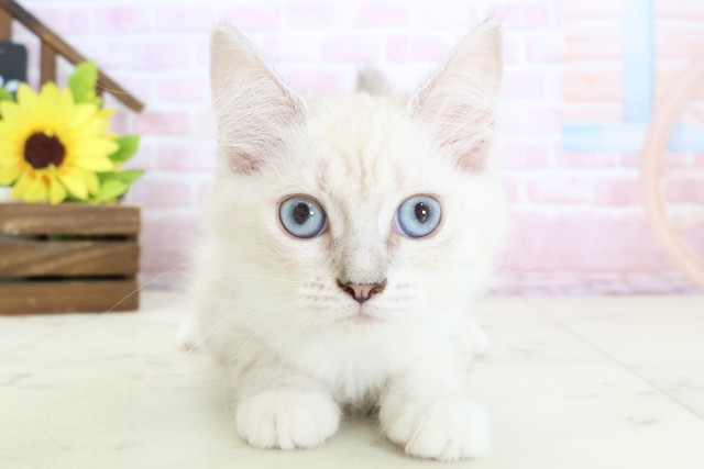 広島県のサイベリアン (Coo&RIKUゆめタウン大竹店/2025年12月17日生まれ/女の子/ブルーリンクスポイントホワイト)の子猫