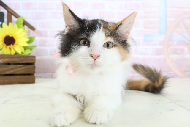 広島県のメインクーン (Coo&RIKU東広島店/2025年11月22日生まれ/女の子/トービーホワイト)の子猫