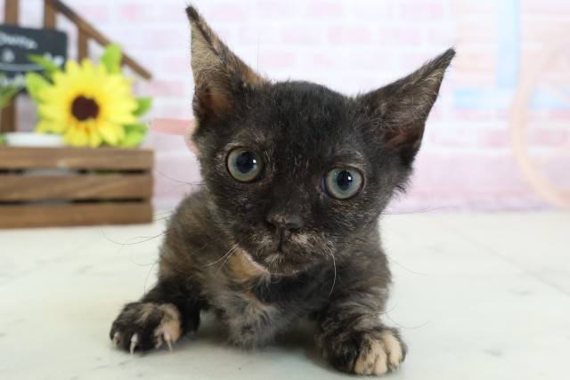 福岡県のスクーカム(スクークム) (Coo&RIKU福岡古賀店/2025年12月22日生まれ/女の子/トーティー)の子猫の1枚目の画像