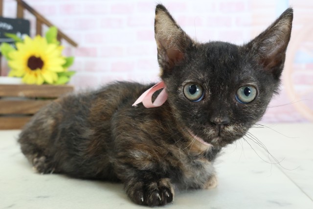 福岡県のスクーカム(スクークム) (Coo&RIKU福岡古賀店/2025年12月22日生まれ/女の子/トーティー)の子猫の2枚目の画像