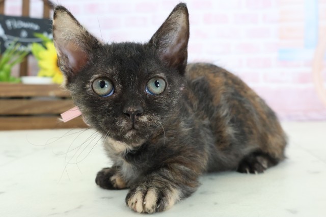 福岡県のスクーカム(スクークム) (Coo&RIKU福岡古賀店/2025年12月22日生まれ/女の子/トーティー)の子猫の3枚目の画像