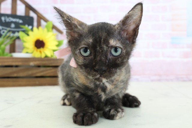 福岡県のスクーカム(スクークム) (Coo&RIKU福岡西店/2025年12月22日生まれ/女の子/トーティー)の子猫の1枚目の画像