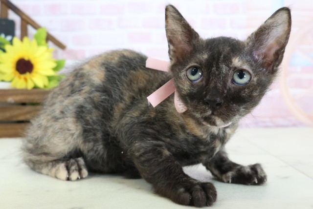 福岡県のスクーカム(スクークム) (Coo&RIKU福岡西店/2025年12月22日生まれ/女の子/トーティー)の子猫の2枚目の画像