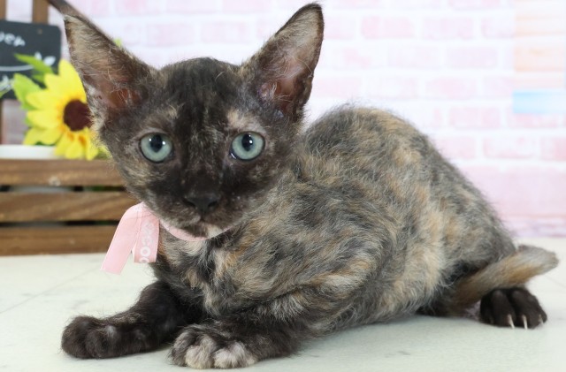 福岡県のスクーカム(スクークム) (Coo&RIKU福岡西店/2025年12月22日生まれ/女の子/トーティー)の子猫の3枚目の画像