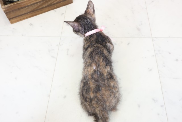 福岡県のスクーカム(スクークム) (Coo&RIKU福岡西店/2025年12月22日生まれ/女の子/トーティー)の子猫の4枚目の画像