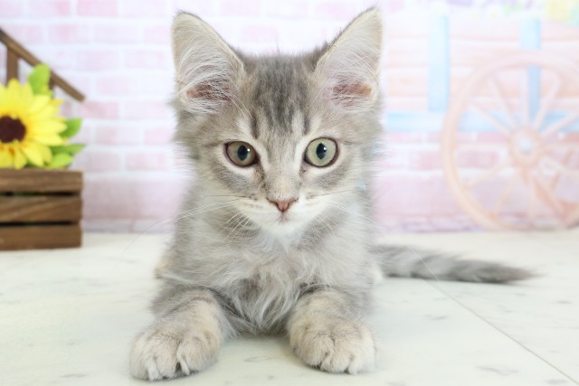 香川県のサイベリアン (Coo&RIKU高松上福岡店/2025年12月19日生まれ/男の子/ブルータビー)の子猫の1枚目の画像