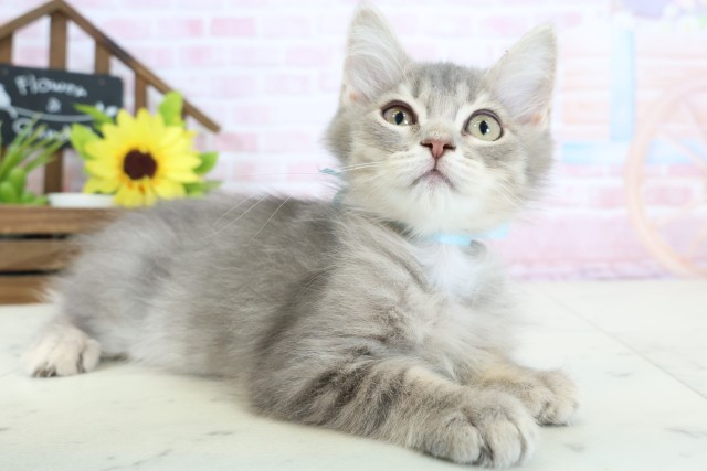 香川県のサイベリアン (Coo&RIKU高松上福岡店/2025年12月19日生まれ/男の子/ブルータビー)の子猫の2枚目の画像