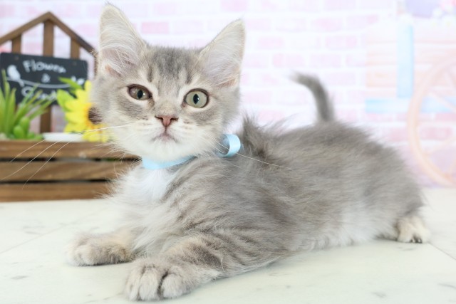 香川県のサイベリアン (Coo&RIKU高松上福岡店/2025年12月19日生まれ/男の子/ブルータビー)の子猫の3枚目の画像