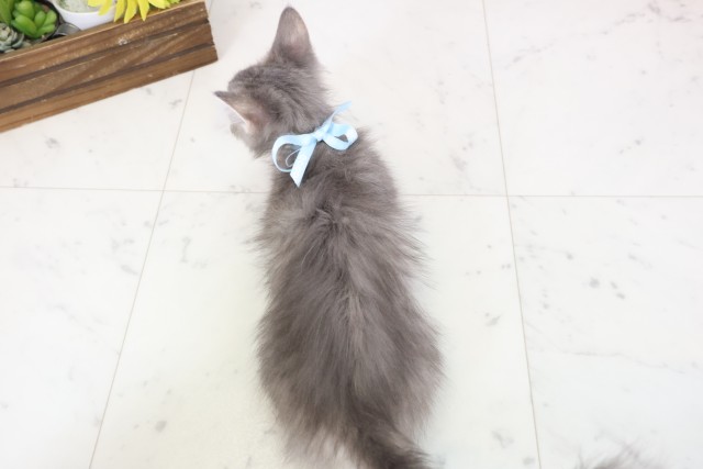 香川県のサイベリアン (Coo&RIKU高松上福岡店/2025年12月19日生まれ/男の子/ブルータビー)の子猫の4枚目の画像