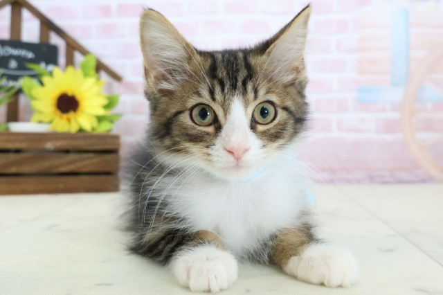 高知県のサイベリアン (Coo&RIKU高知御座店/2025年12月19日生まれ/男の子/ブラウンタビーホワイト)の子猫の1枚目の画像
