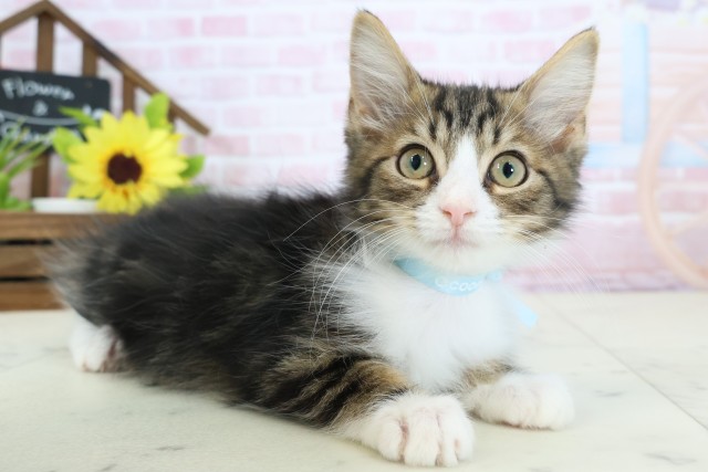 高知県のサイベリアン (Coo&RIKU高知御座店/2025年12月19日生まれ/男の子/ブラウンタビーホワイト)の子猫の2枚目の画像