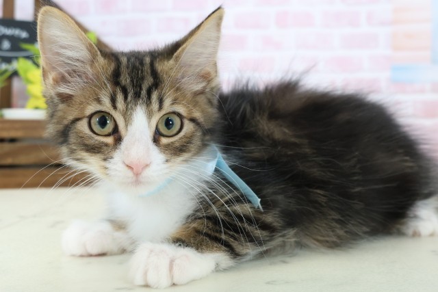 高知県のサイベリアン (Coo&RIKU高知御座店/2025年12月19日生まれ/男の子/ブラウンタビーホワイト)の子猫の3枚目の画像