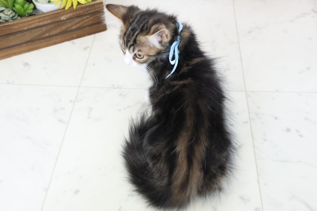 高知県のサイベリアン (Coo&RIKU高知御座店/2025年12月19日生まれ/男の子/ブラウンタビーホワイト)の子猫の4枚目の画像