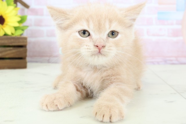 宮崎県のスコティッシュフォールド (Coo&RIKU宮崎店/2026年1月19日生まれ/男の子/クリームタビー)の子猫の1枚目の画像