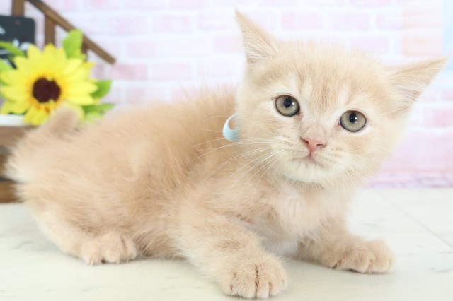 宮崎県のスコティッシュフォールド (Coo&RIKU宮崎店/2026年1月19日生まれ/男の子/クリームタビー)の子猫の2枚目の画像