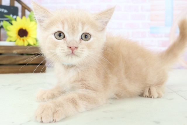 宮崎県のスコティッシュフォールド (Coo&RIKU宮崎店/2026年1月19日生まれ/男の子/クリームタビー)の子猫の3枚目の画像