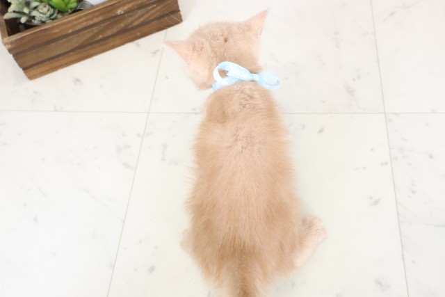 宮崎県のスコティッシュフォールド (Coo&RIKU宮崎店/2026年1月19日生まれ/男の子/クリームタビー)の子猫の4枚目の画像