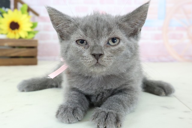 鹿児島県のブリティッシュショートヘアー (Coo&RIKU鹿児島店/2026年1月24日生まれ/女の子/ブルー)の子猫の1枚目の画像