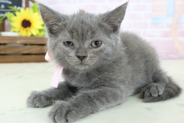 鹿児島県のブリティッシュショートヘアー (Coo&RIKU鹿児島店/2026年1月24日生まれ/女の子/ブルー)の子猫の3枚目の画像