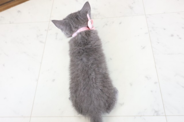 鹿児島県のブリティッシュショートヘアー (Coo&RIKU鹿児島店/2026年1月24日生まれ/女の子/ブルー)の子猫の4枚目の画像