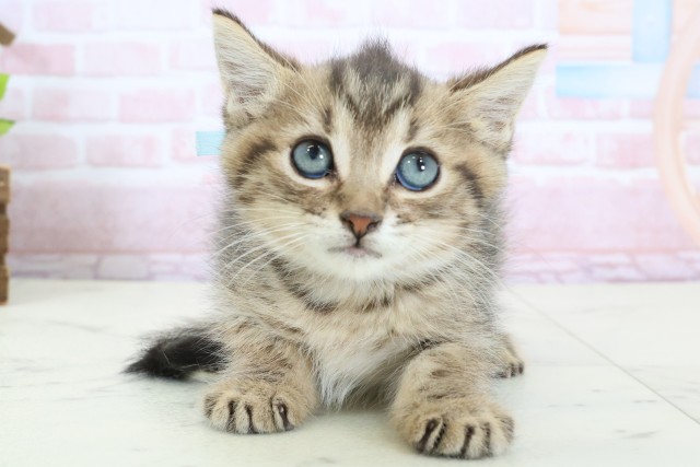 広島県のマンチカン (Coo&RIKU東広島店/2026年1月24日生まれ/男の子/ブラウンタビー)の子猫