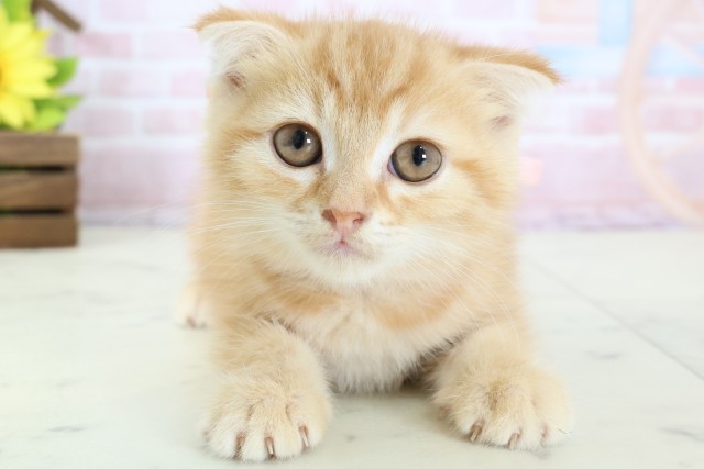 長崎県のスコティッシュフォールド (Coo&RIKU長崎浜町店/2026年1月12日生まれ/女の子/レッドタビー)の子猫の1枚目の画像