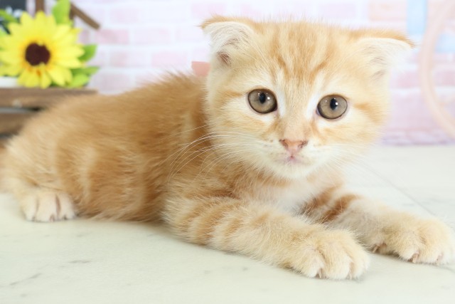 長崎県のスコティッシュフォールド (Coo&RIKU長崎浜町店/2026年1月12日生まれ/女の子/レッドタビー)の子猫の2枚目の画像