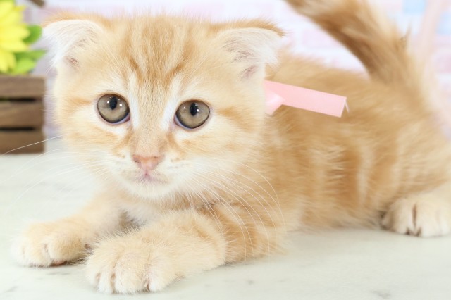 長崎県のスコティッシュフォールド (Coo&RIKU長崎浜町店/2026年1月12日生まれ/女の子/レッドタビー)の子猫の3枚目の画像