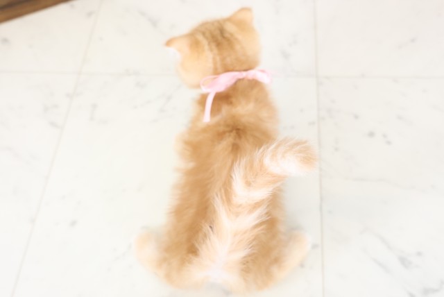 長崎県のスコティッシュフォールド (Coo&RIKU長崎浜町店/2026年1月12日生まれ/女の子/レッドタビー)の子猫の4枚目の画像