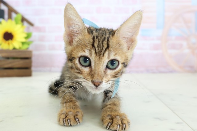 福岡県のトイガー (Coo&RIKU行橋店/2026年1月16日生まれ/男の子/ブラウンスポットタビー)の子猫の1枚目の画像