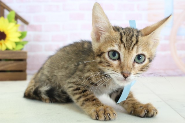 福岡県のトイガー (Coo&RIKU行橋店/2026年1月16日生まれ/男の子/ブラウンスポットタビー)の子猫の2枚目の画像