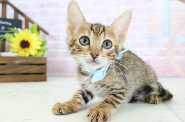 福岡県のトイガー (Coo&RIKU行橋店/2026年1月16日生まれ/男の子/ブラウンスポットタビー)の子猫の3枚目の画像