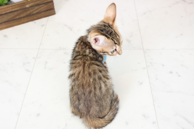 福岡県のトイガー (Coo&RIKU行橋店/2026年1月16日生まれ/男の子/ブラウンスポットタビー)の子猫の4枚目の画像