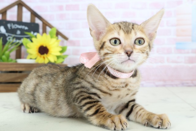 広島県のトイガー (Coo&RIKU福山店/2026年1月16日生まれ/女の子/ブラウンスポットタビー)の子猫の2枚目の画像