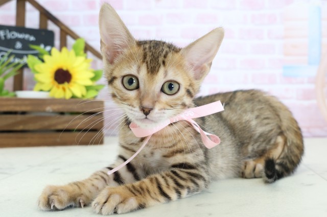 広島県のトイガー (Coo&RIKU福山店/2026年1月16日生まれ/女の子/ブラウンスポットタビー)の子猫の3枚目の画像