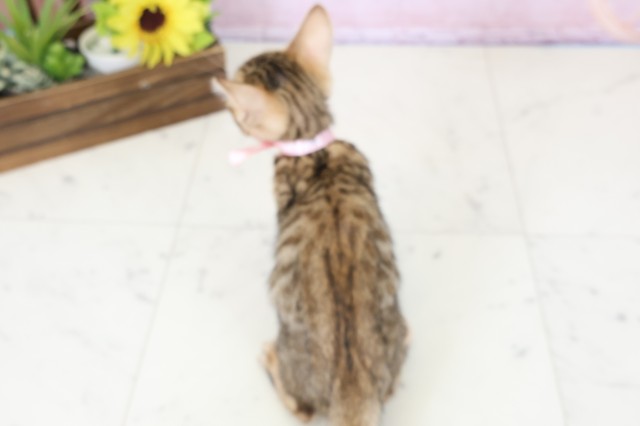 広島県のトイガー (Coo&RIKU福山店/2026年1月16日生まれ/女の子/ブラウンスポットタビー)の子猫の4枚目の画像