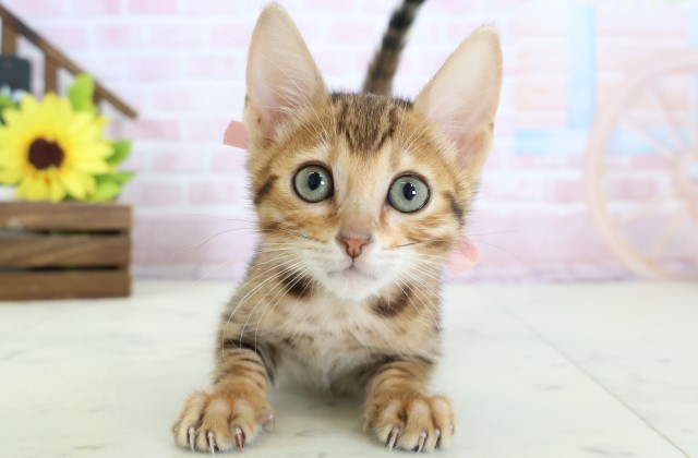 三重県のトイガー (Coo&RIKU津高茶屋店/2026年1月16日生まれ/女の子/ブラウンスポットタビー)の子猫の1枚目の画像