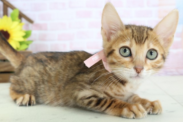 三重県のトイガー (Coo&RIKU津高茶屋店/2026年1月16日生まれ/女の子/ブラウンスポットタビー)の子猫の2枚目の画像