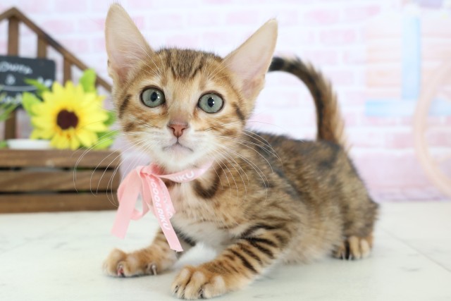 三重県のトイガー (Coo&RIKU津高茶屋店/2026年1月16日生まれ/女の子/ブラウンスポットタビー)の子猫の3枚目の画像