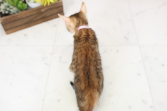 三重県のトイガー (Coo&RIKU津高茶屋店/2026年1月16日生まれ/女の子/ブラウンスポットタビー)の子猫の4枚目の画像